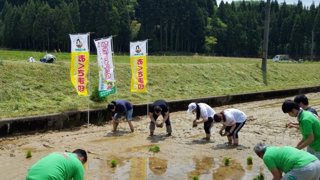 2019.5.15たけふ様田植え体験会 (1)